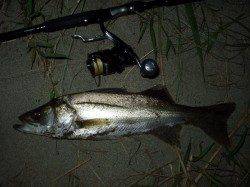 円山川　ナイトゲームでシーバス狙い　HITルアーは邪道ニーサン＆ヨレヨレ