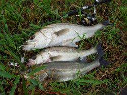 円山川ウェーディングゲーム、シーバス63cm頭に3本