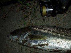 円山川　ナイトゲームでシーバス狙い　HITルアーは邪道ニーサン＆ヨレヨレ