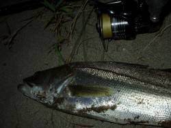 円山川　ナイトゲームでシーバス狙い　HIT…