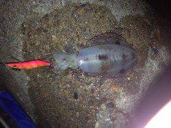 明石港で新しいエギの試し釣り〜アオリイカ5杯〜