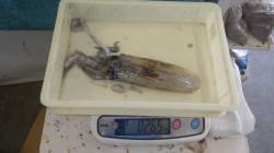 みなべ堺堤防　濁りの中でもエギングでアオリ…