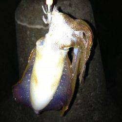 明石港、仕事帰りの短時間エギング釣行