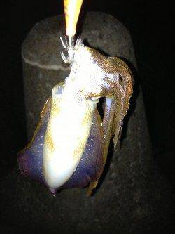 明石港、仕事帰りの短時間エギング釣行