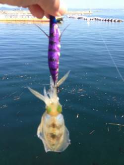 家島　エギング日和りも激渋…小型ながらもサ…