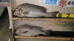 森の鼻にてフカセ釣り、〜コロダイ59cm〜