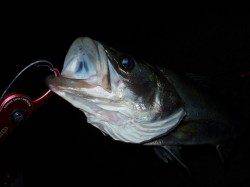 台風後の円山川、邪道スーサンでシーバス53cm★