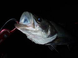 台風後の円山川、邪道スーサンでシーバス53…