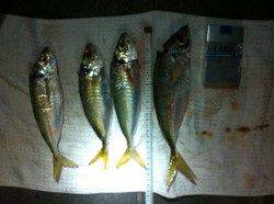 マリーナ大波止　天秤カゴ釣りでマルアジ＆ヒラアジ！