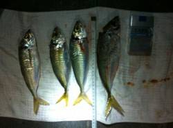 マリーナ大波止　天秤カゴ釣りでマルアジ＆ヒ…