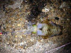 明石港で新しいエギの試し釣り〜アオリイカ5杯〜