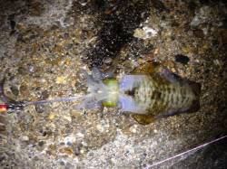 明石港で新しいエギの試し釣り〜アオリイカ5…