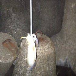 明石港、仕事帰りの短時間エギング釣行