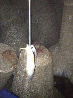 明石港、仕事帰りの短時間エギング釣行