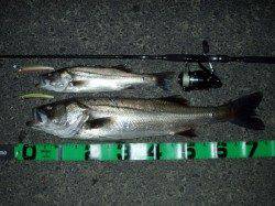 津居山港　橋脚、明暗狙いでシーバスキャッチ！