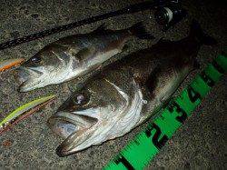 津居山港　橋脚、明暗狙いでシーバスキャッチ！