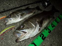 津居山港　橋脚、明暗狙いでシーバスキャッチ…