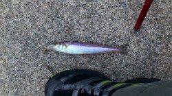 新川口漁港の北側波止でボウズのがれの投げ釣り