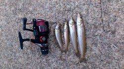 新川口漁港の北側波止でボウズのがれの投げ釣り