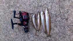 新川口漁港の北側波止でボウズのがれの投げ釣…