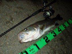 津居山港　ナイトシーバスで58・38cmがヒット