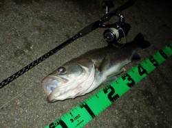 津居山港　ナイトシーバスで58・38cmが…