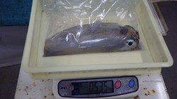 堺堤防　エギングでアオリイカ535g＆245g