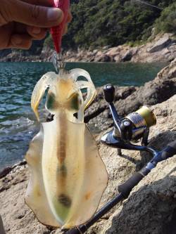 秋の湾岸釣り物予測【吉田聡氏連載記事No.10】