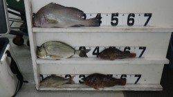 笠甫の地磯でオキアミフカセ　〜コロダイ42cm他〜