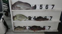 笠甫の地磯でオキアミフカセ　〜コロダイ42…