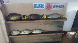 田辺元島堤防　フカセでバリコ＆シマアジ釣果…