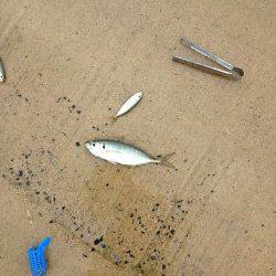 夕日港、サビキでアジ好調でした