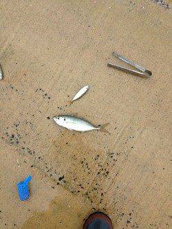 夕日港、サビキでアジ好調でした