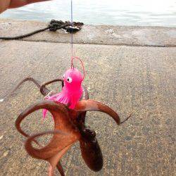 夕日港、サビキでアジ好調でした