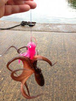 夕日港、サビキでアジ好調でした