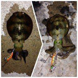 夕日港 エギングでアオリイカ狙い〜後にタコ狙いも