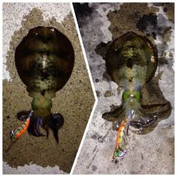 夕日港　エギングでアオリイカ狙い〜後にタコ…