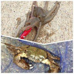 夕日港 エギングでアオリイカ狙い〜後にタコ狙いも