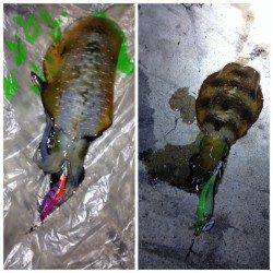 夕日港でエギング　アオリとイイダコがかかりました