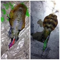 夕日港でエギング　アオリとイイダコがかかり…