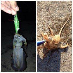 夕日港でエギング　アオリとイイダコがかかりました