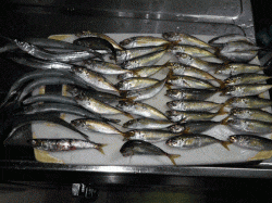 飾磨～広畑、豆アジは深い棚でポツポツと釣れる感じです