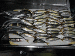 飾磨～広畑、豆アジは深い棚でポツポツと釣れ…