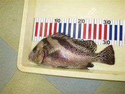 サビキ&ブラクリで予想外のコショウダイ