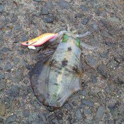 小島　単発的なアタリの中でのエギング