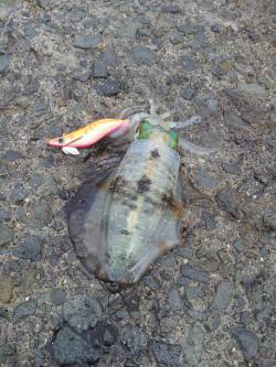 小島　単発的なアタリの中でのエギング