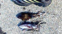 泉佐野前島タチウオ狙いから新子アオリとの出会い♪