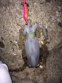 明石港　仕事帰りのエギングでアオリイカ狙い…