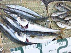 神戸空港 テンヤでタチウオ84cm 小野浜はサバ・マルアジ・サヨリで釣り場は大賑わい☆