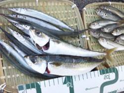 神戸空港　テンヤでタチウオ84cm　小野浜…